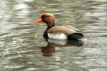 he red-crested pochard (Netta rufina) male duck swimming on the lake, clear  background, scene from wildlife, Switzerland, common bird in its environment