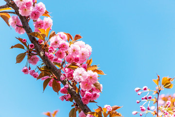 Japanese Pink Cherry Blossoms Blooming in Riga, Latvia in Spring