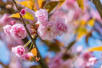 Fototapeta na wymiar Japanese Pink Cherry Blossoms Blooming in Riga, Latvia in Spring