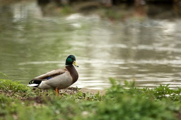 Mallard (Anas platyrhynchos) male duck standing on the shore of the lake, water in background, scene from wildlife, Switzerland, common bird in its environment