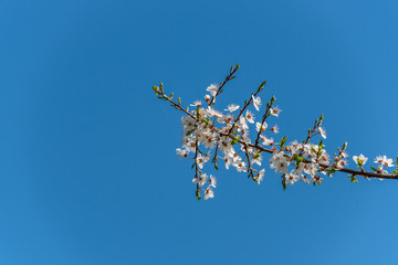 Obraz premium White Plum Blossoms Blooming Against a Clear Blue Sky in Spring
