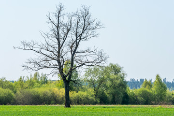 Single Large Bare Tree in a Green Meadow in Latvia