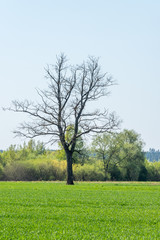Fototapeta premium Single Large Bare Tree in a Green Meadow in Latvia