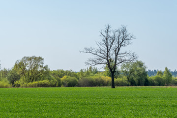 Fototapeta na wymiar Single Large Bare Tree in a Green Meadow in Latvia