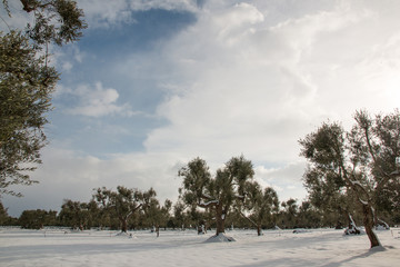 Mediterranean landscape with olive trees after a exceptional snowfall, Salento, Italy