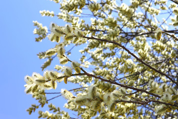 branches of willow with fluffy yellow earrings with butterflies and bees on the background of blue sky in the sunny, spring day. Easter festive mood
