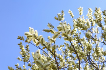 branches of willow with fluffy yellow earrings with butterflies and bees on the background of blue sky in the sunny, spring day. Easter festive mood