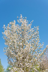White Cherry Blossoms Blooming on a Tree in Riga, Latvia in Spring