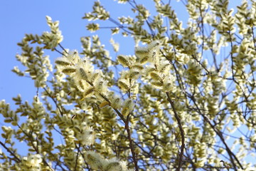 branches of willow with fluffy yellow earrings with butterflies and bees on the background of blue sky in the sunny, spring day. Easter festive mood