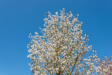 White Cherry Blossoms Blooming on a Tree in Riga, Latvia in Spring