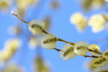 branches of willow with fluffy yellow earrings with butterflies and bees on the background of blue sky in the sunny, spring day. Easter festive mood
