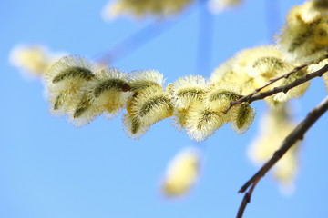 branches of willow with fluffy yellow earrings with butterflies and bees on the background of blue sky in the sunny, spring day. Easter festive mood