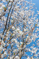 White Cherry Blossoms Blooming on a Tree in Riga, Latvia in Spring