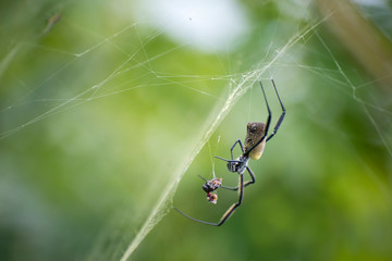 Closeup of spider in web with prey