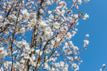 White Cherry Blossoms Blooming on a Tree in Riga, Latvia in Spring
