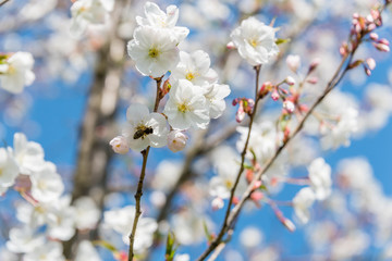 White Cherry Blossoms Blooming on a Tree in Riga, Latvia in Spring