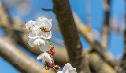 Bee and White Cherry Blossoms Blooming on a Tree in Riga, Latvia in Spring