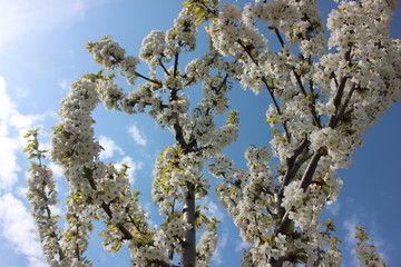 almond blossom sky background