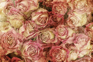 vintage wallpaper background with dried roses 
