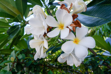 White flowers on the tree have green leaves.