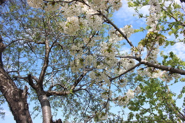 almond blossom sky background