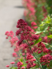 Centranthus ruber 'coccineus' - Centranthes à fleurs rouges foncées des sols rocailleux des garrigues de Provence