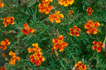 Signet or Golden Marigold Flowers in Full Bloom. Tagetes tenuifolia Starfire Variant of Marigold. Selective Focus.