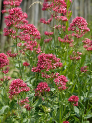 Centranthus ruber 'coccineus' - Centranthes à fleurs rouges foncées des sols rocailleux des garrigues de Provence