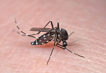 Macro Photo of Yellow Fever Mosquito Sucking Blood on Human Skin