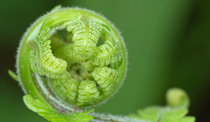 Macro Photo of young leaf of fern Isolated on Background with Copy Space