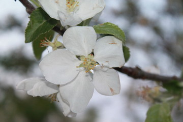 Spring, sunset, flowers