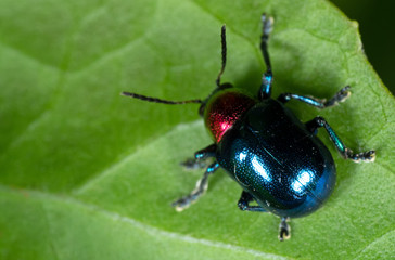 Macro Photo of Colorful Beetle on Green Leaf