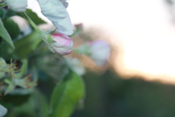 Fototapeta premium Spring, sunset, flowers