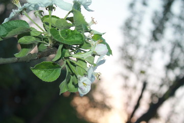 Spring, sunset, flowers