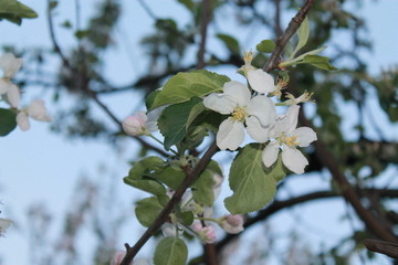Spring, sunset, flowers
