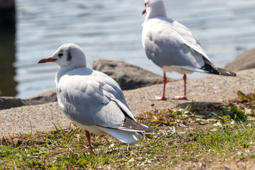 旧中川のカモメ　東京都江戸川区平井
