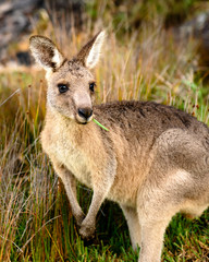 kangaroo eating some grass