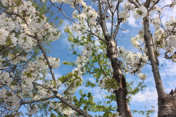 almond blossom sky background