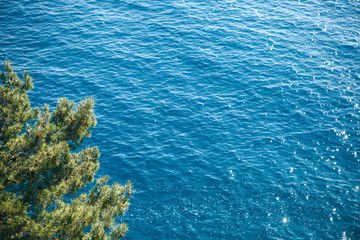 Fototapeta na wymiar Fir tree branches in the foreground against the background of the blue sea.