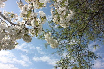 almond blossom sky background