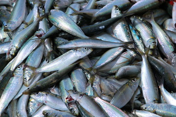 Obraz premium at the seaside Seine traditional fisherman catch a fish