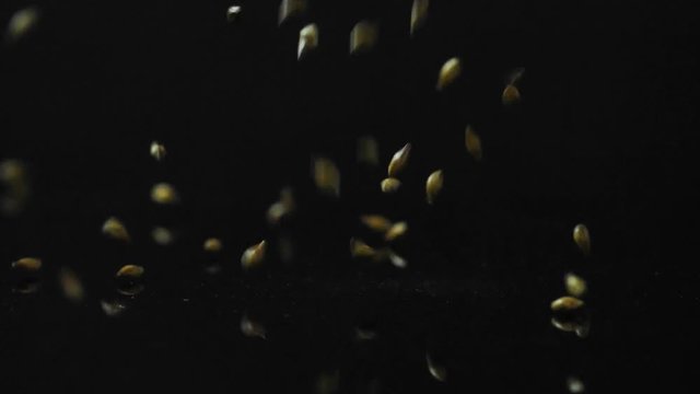 barley for making dark craft beer falls on a black glass surface slow motion 180 fps