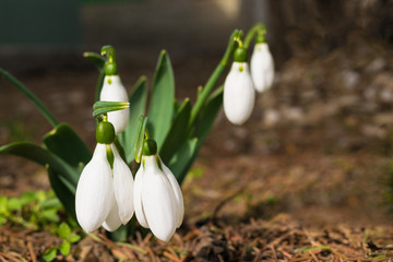 Snowdrops on forest floor. Close-up with selective focus