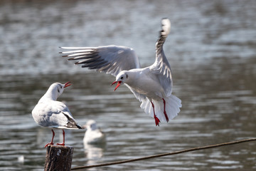 旧中川のカモメ　東京都江戸川区平井