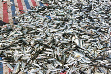 at the seaside Seine traditional fisherman catch a fish