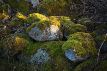 Mossy stones