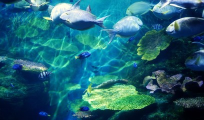 Naklejka na ściany i meble Underwater coral reef sea view