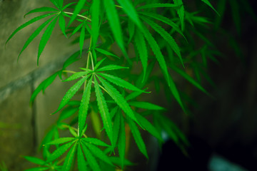 Marijuana leaves on a beautiful background Growing marijuana at the indoor cannabis farm Growing marijuana plants, top view
