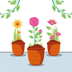 beautiful flowers nature in pot plants with leafs