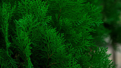 Natural Green Wallpaper